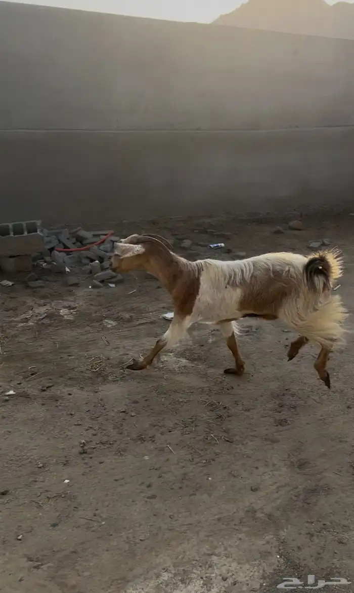 عنز مصري طيبه 0