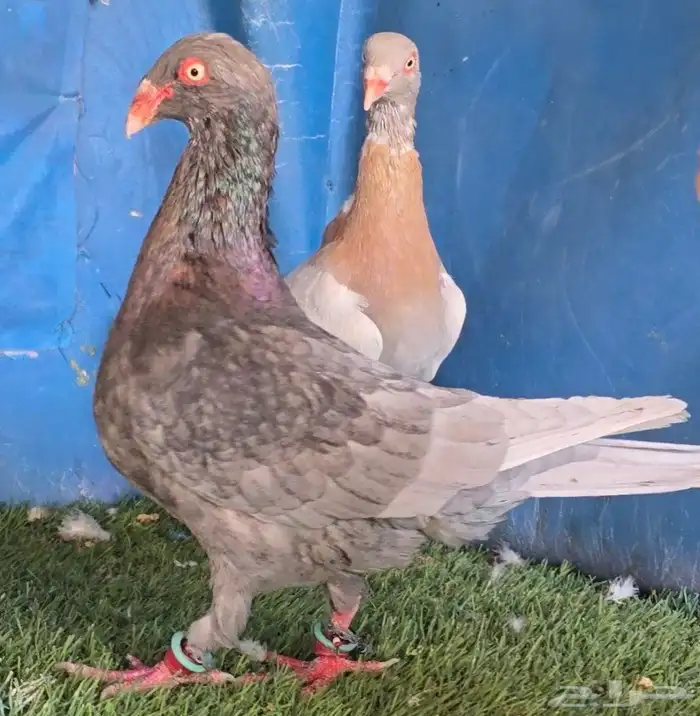 جوز دنش تووب التوب 4