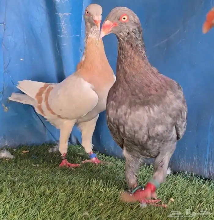 جوز دنش تووب التوب 0