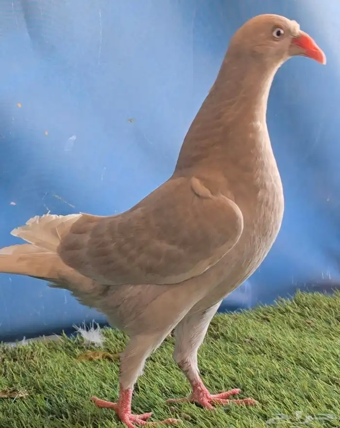 جوز دنش تووب التوب 2