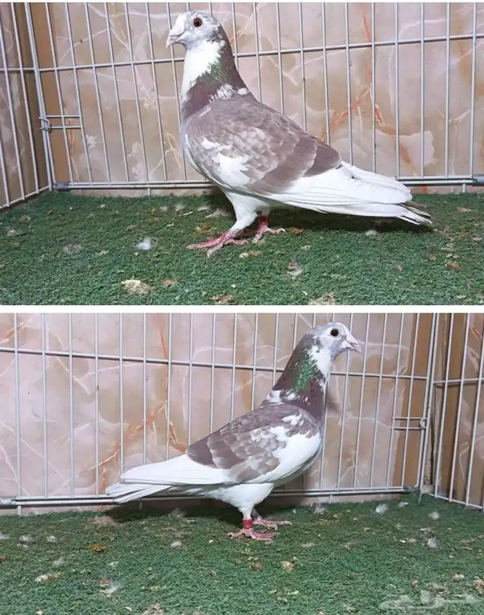 مطلوب حمام زاجل نفس الشكل هذا 1