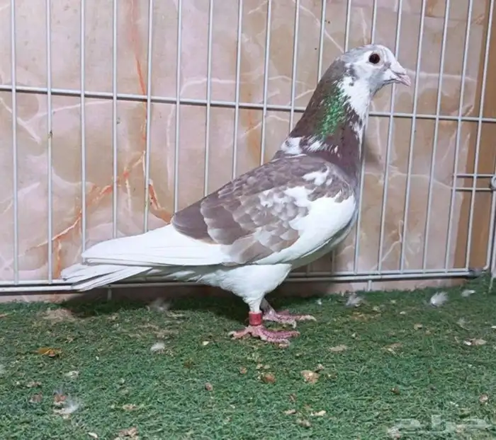 مطلوب حمام زاجل نفس الشكل هذا 0