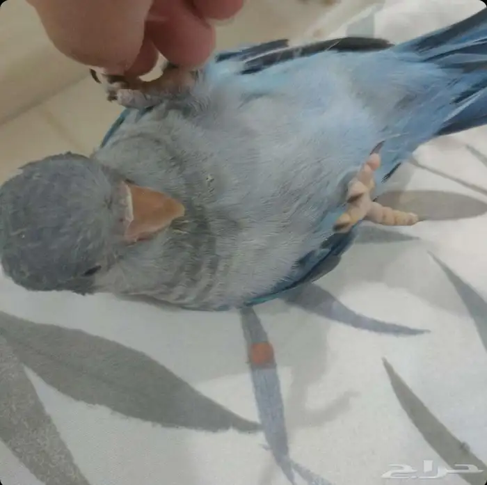 كويكر مفقود ف حي السويس الرحاب او حي المطار 1