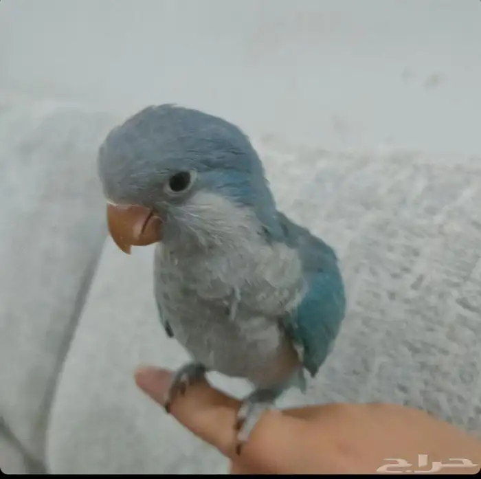 كويكر مفقود تكفون الي يلقاه يعطيني خبر 1