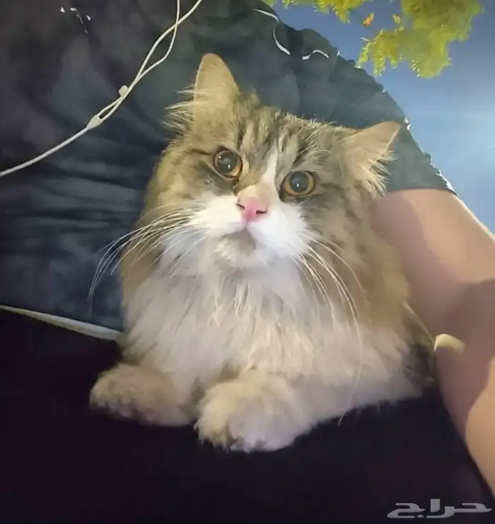 قط يحتاج انقاذ محطه الارقام علا الصور 3