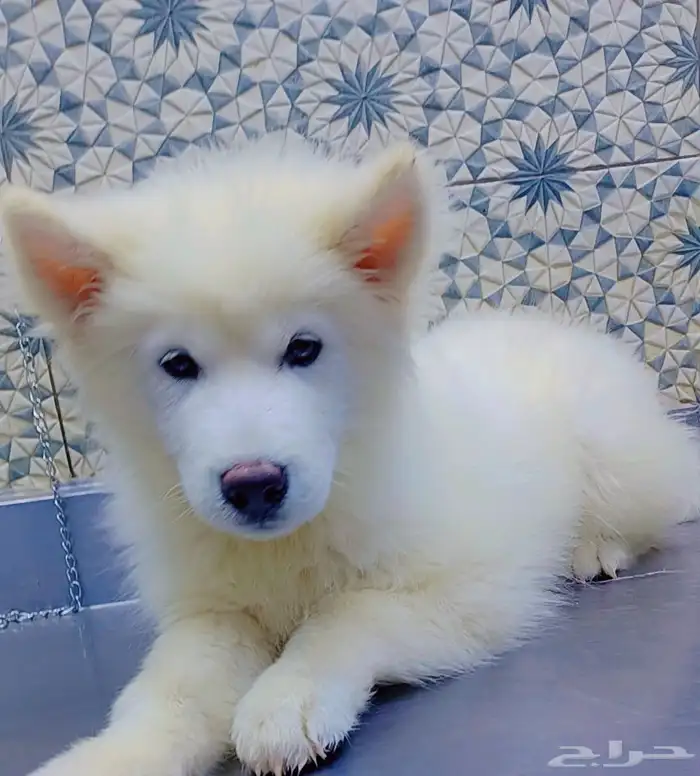 كلاب هاسكي مالموت بيور 4