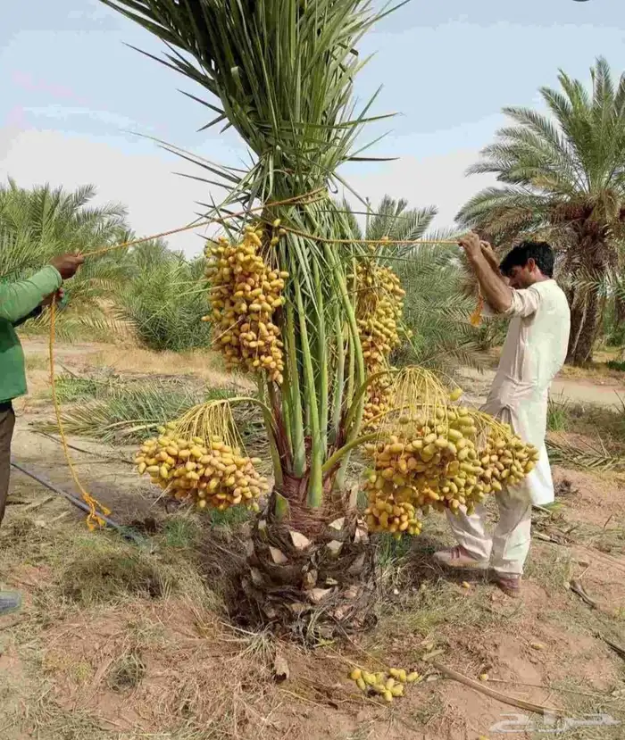 فروخ مثمرة للبيع صقعي مطوق احمر 0