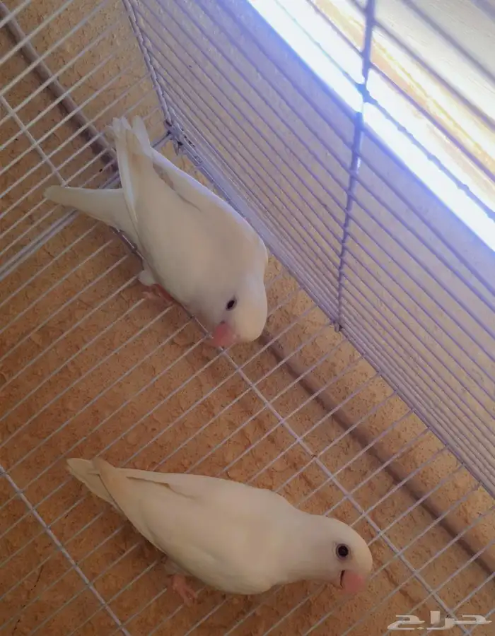 جوز روز البينو 2