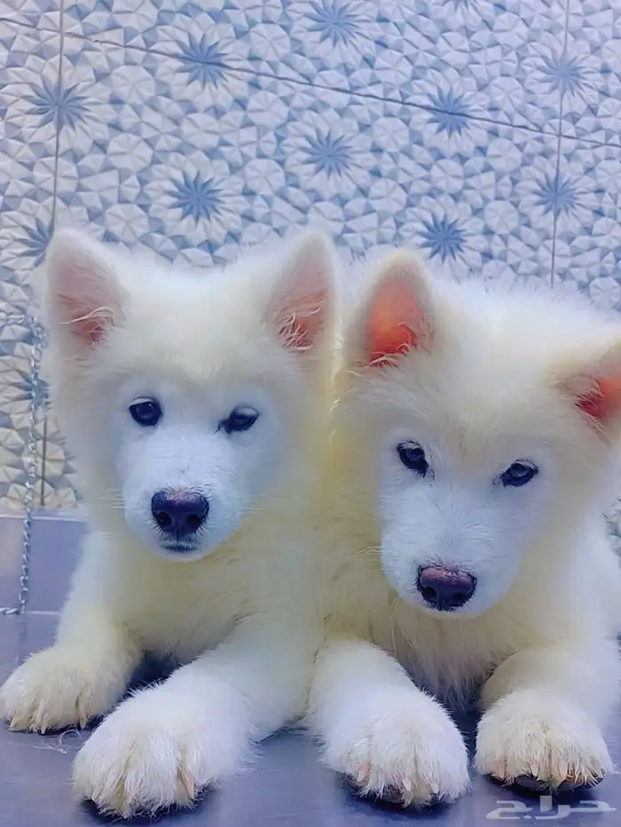 كلاب هاسكي مالموت بيور 0