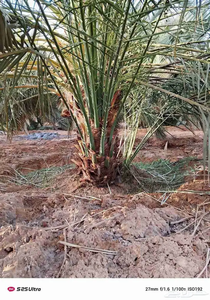 فروخ مثمرة للبيع صقعي مطوق احمر 9