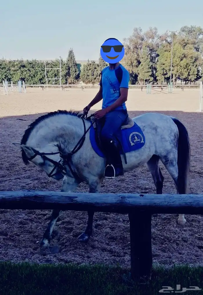 مدرب دريساج وقفز الحواجز 5