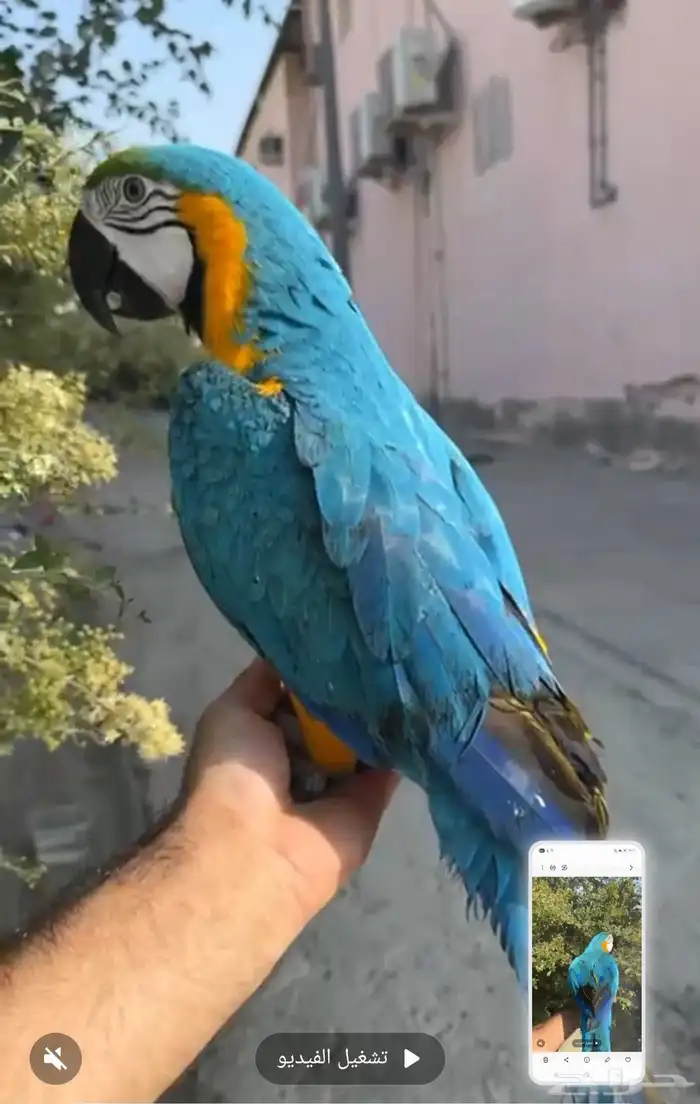 مكاو بلواند قولد اليف 0