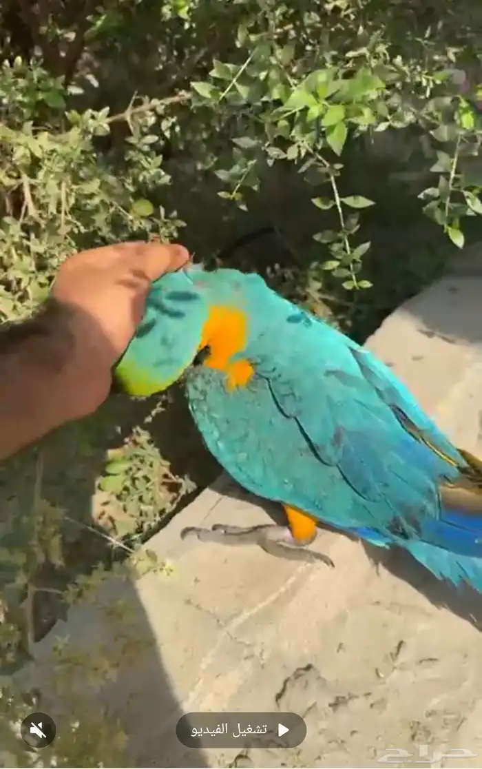 مكاو بلواند قولد اليف 1