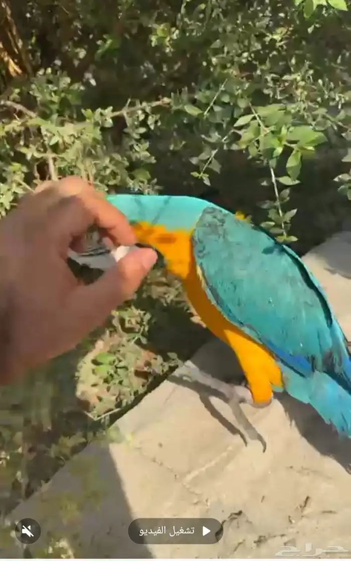 مكاو بلواند قولد اليف 2