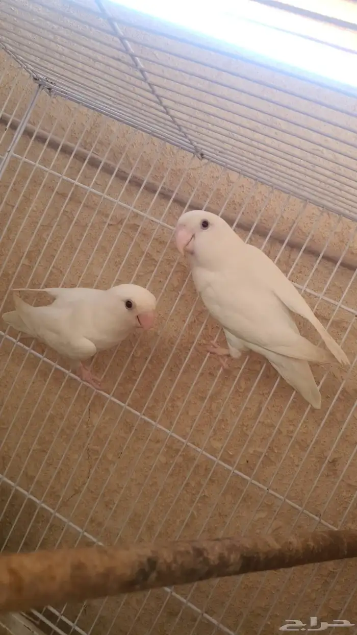 جوز روز البينو 3