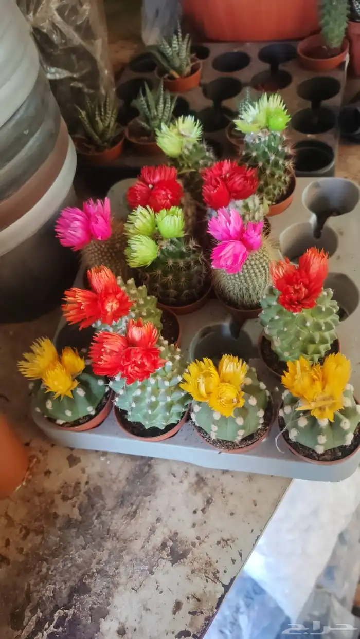 الزراعة الثيل الطبيعي وتركيب شبكات الري العادي والاتوماتيك 4