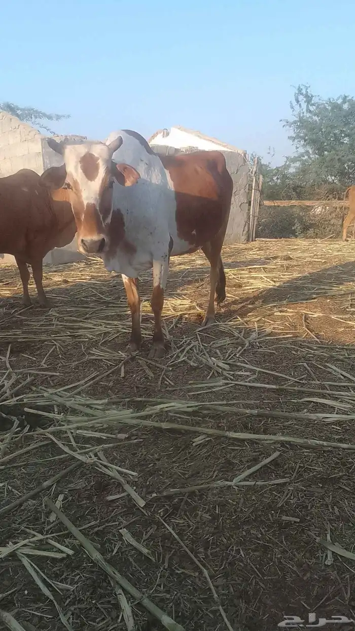 بقرة اسن سدس مطلعه لفاف لها تقريبن 6شهر عشار 2