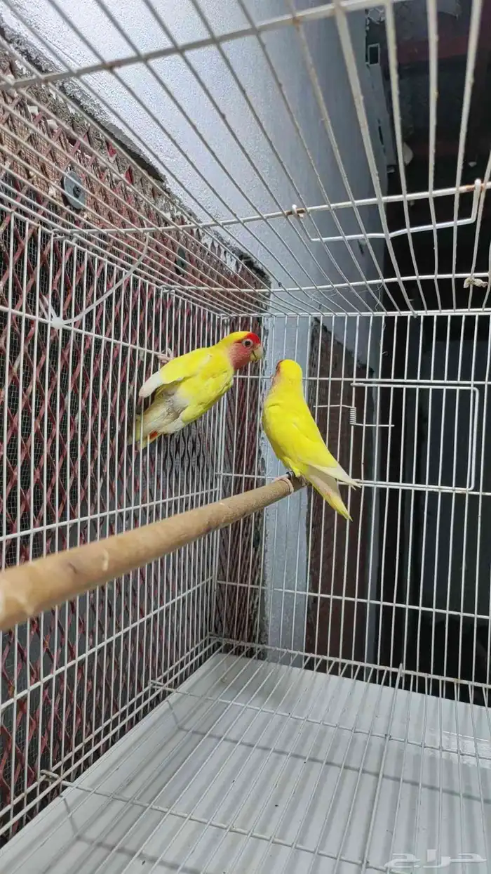 عرض على زوج روز 3