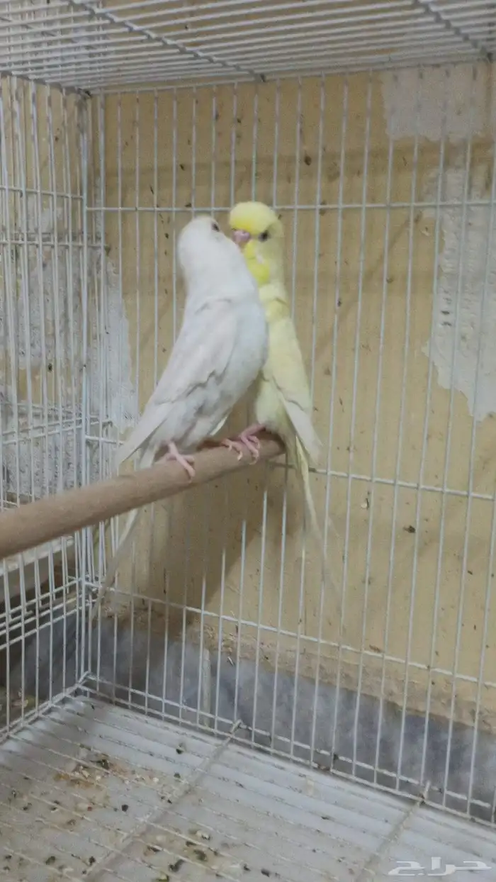 زوج بادجي هولندي 1