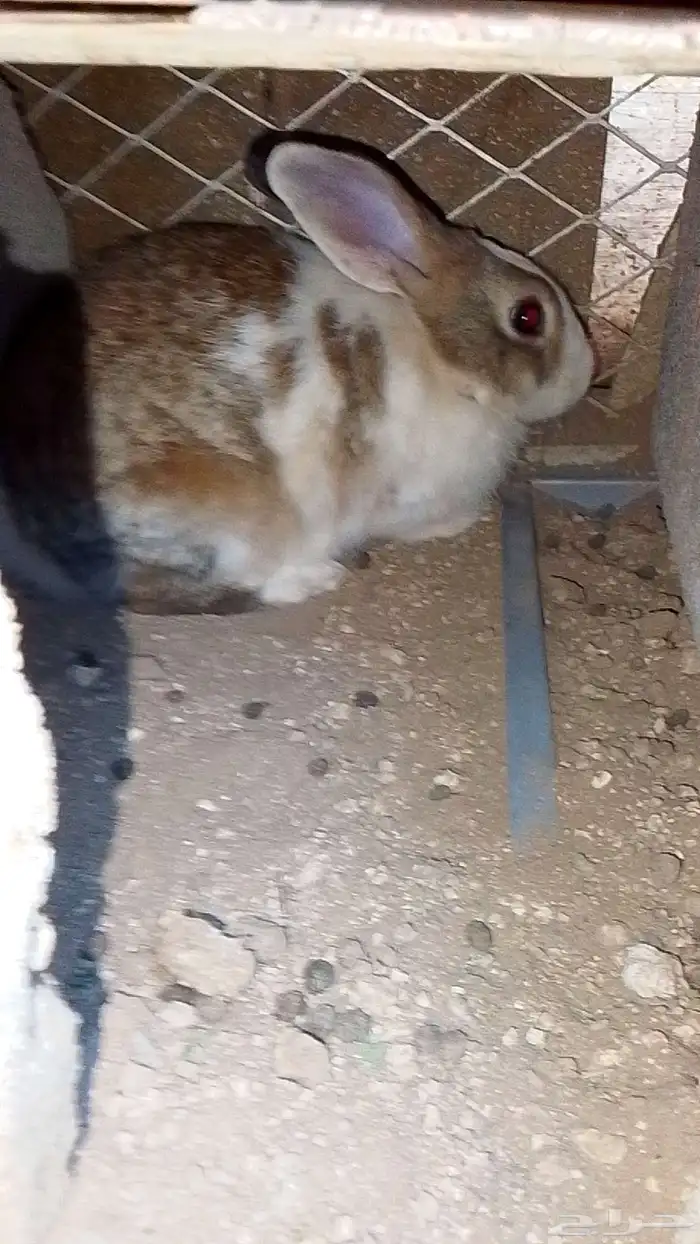 ارنب كفو الموقع في اثنيه 0