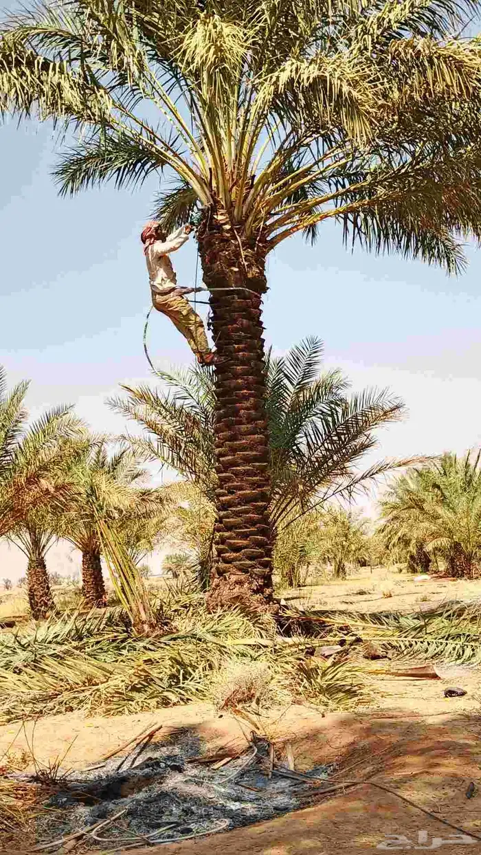 نخل للبيع جميع المقاسات متوفره 1
