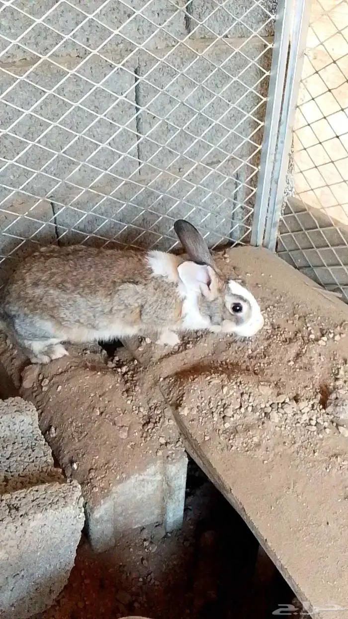 ارنب كفو الموقع في اثنيه 3