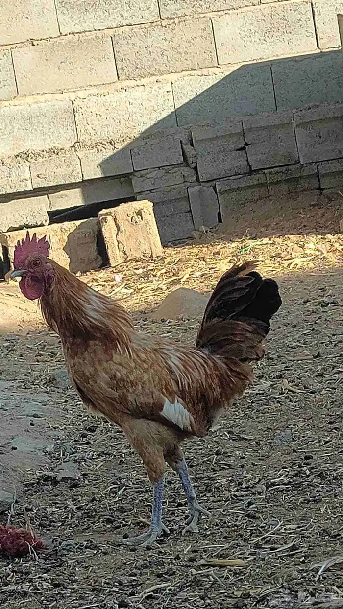 ديكه للبيع 9