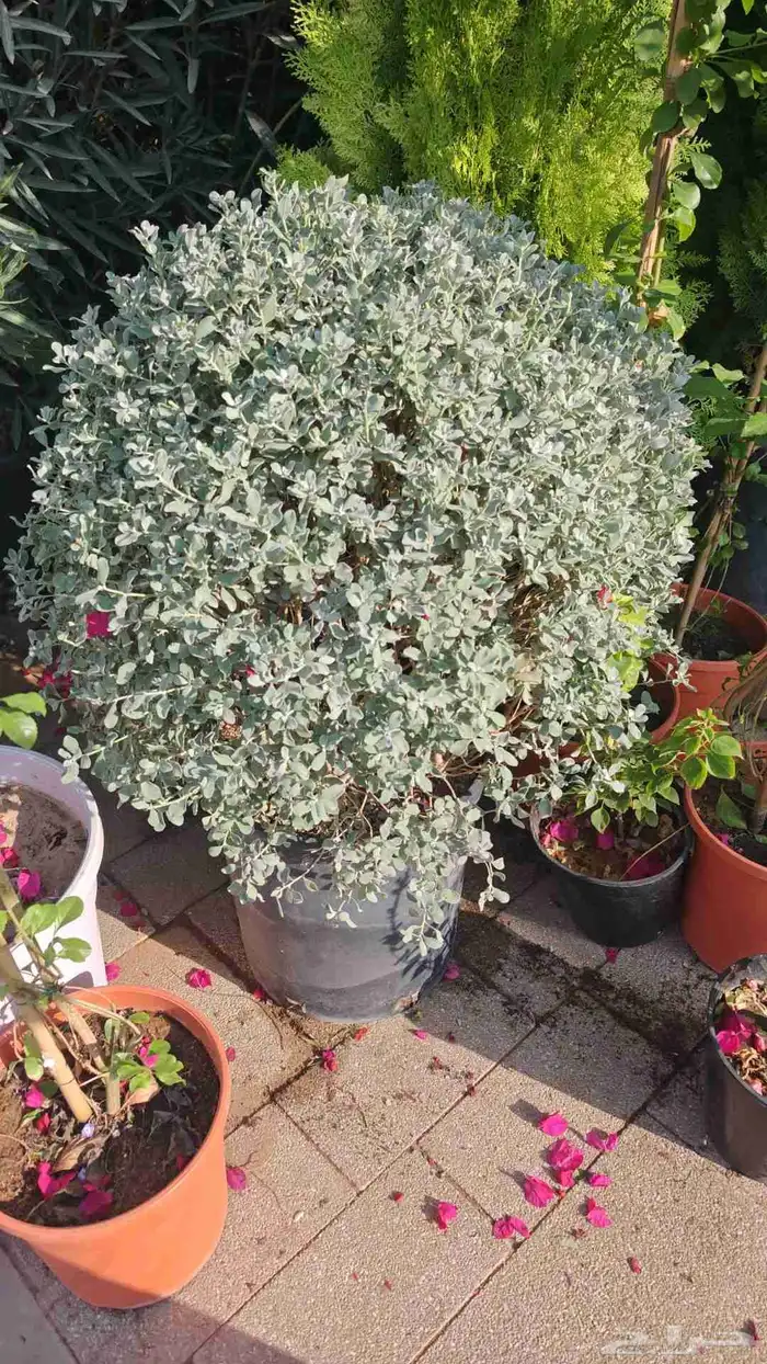 الزراعة الثيل الطبيعي وتركيب شبكات الري العادي والاتوماتيك 3