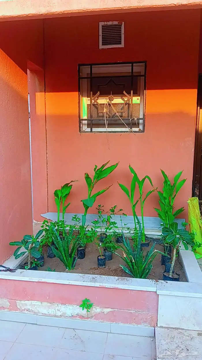 زراعة الأحواض 11