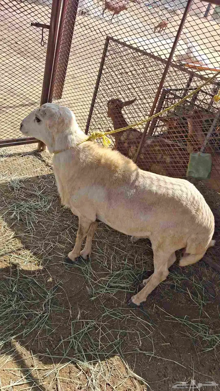 فحل العمر سداس على السوم 1