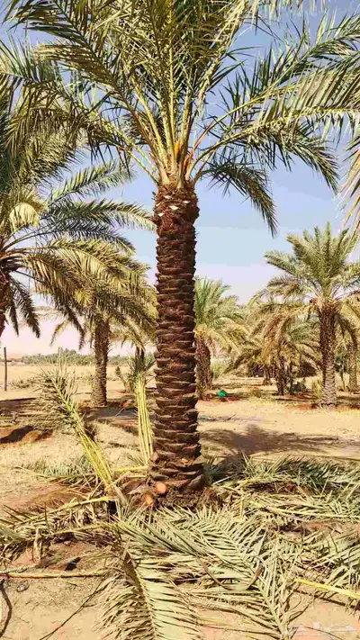 نخل للبيع جميع المقاسات متوفره index