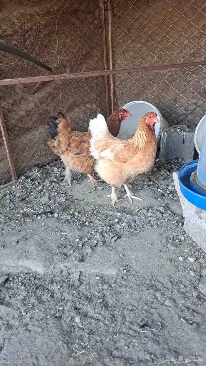 ديك عربي ودجاجتين لهمان مهجن 5