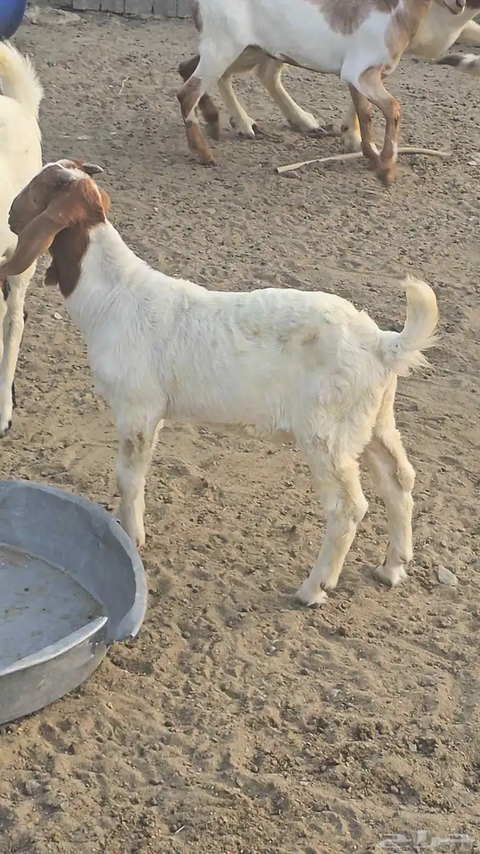 مشروع فحل بورقت الموقع القنفذه 2