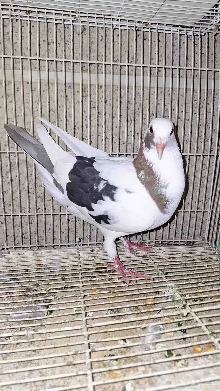 زاجل مزاييك 0