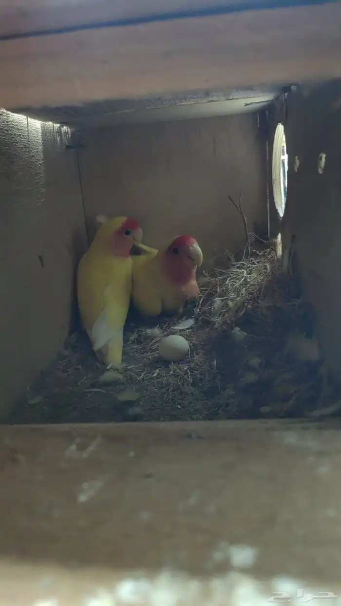 عرض على زوج روز 2