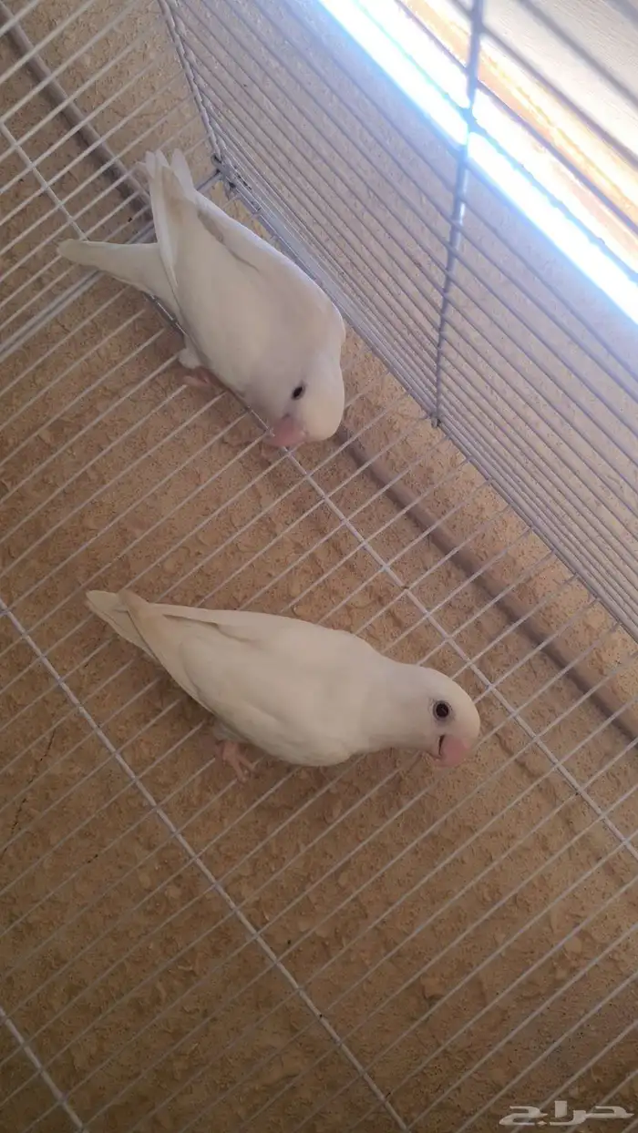 جوز روز البينو 1