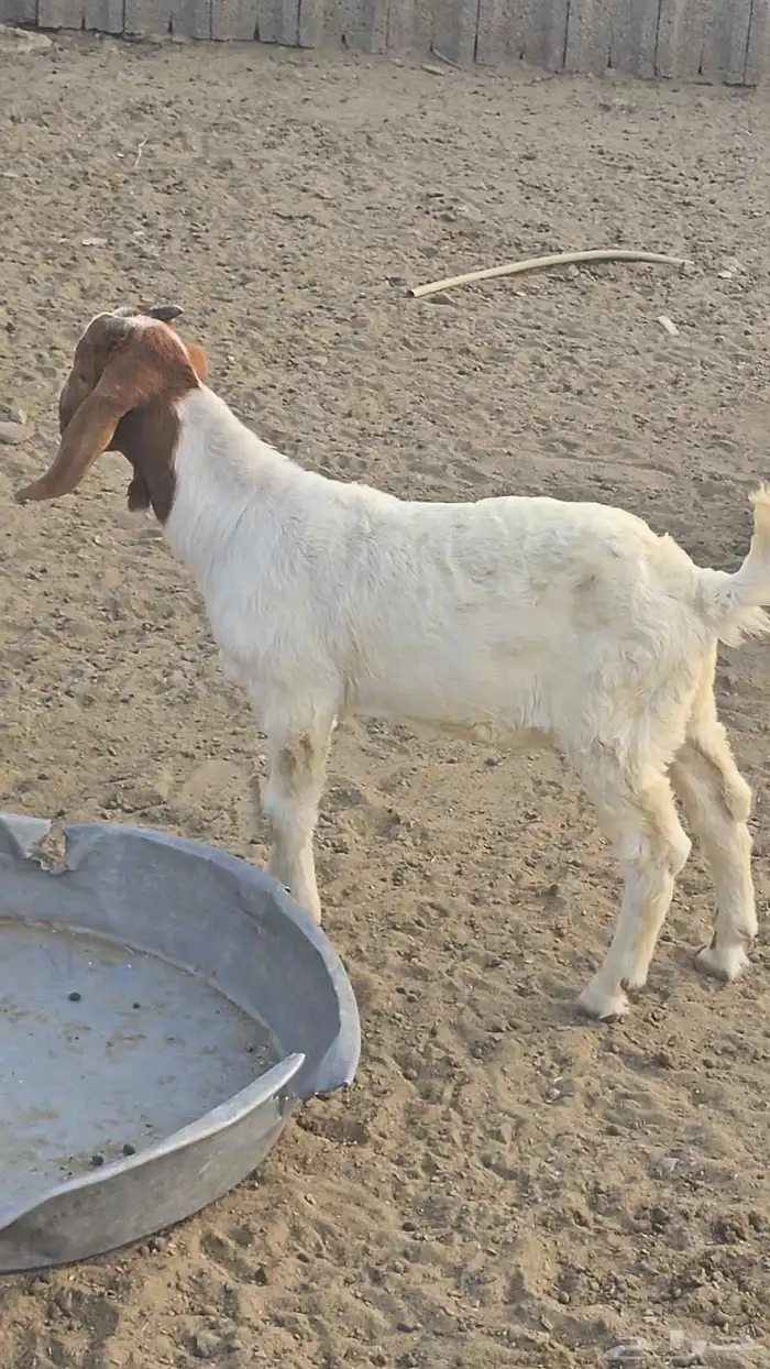 مشروع فحل بورقت الموقع القنفذه 3