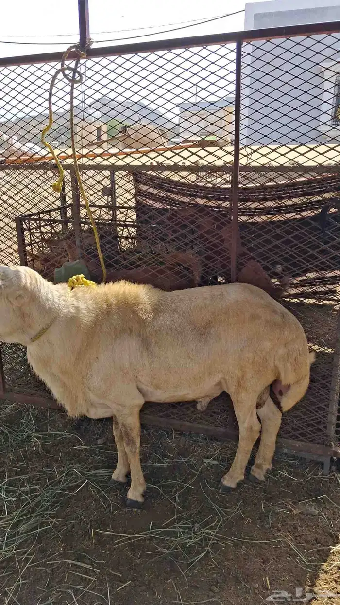 فحل العمر سداس على السوم 0