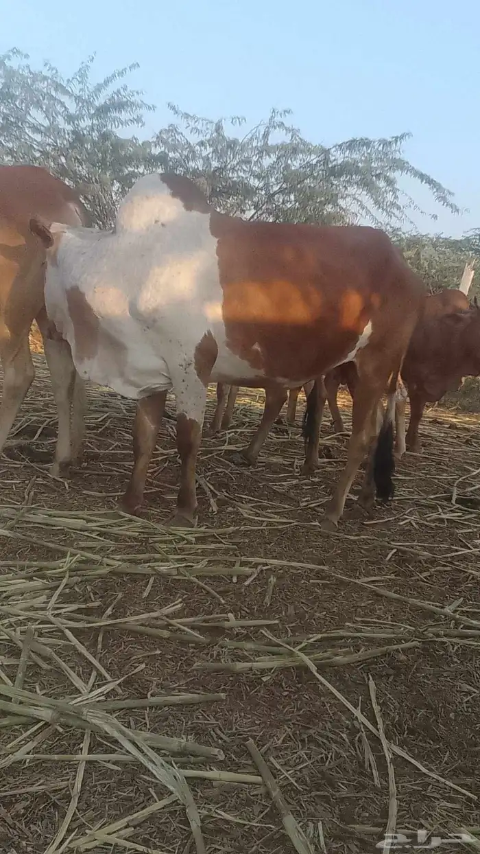 بقرة اسن سدس مطلعه لفاف لها تقريبن 6شهر عشار 0