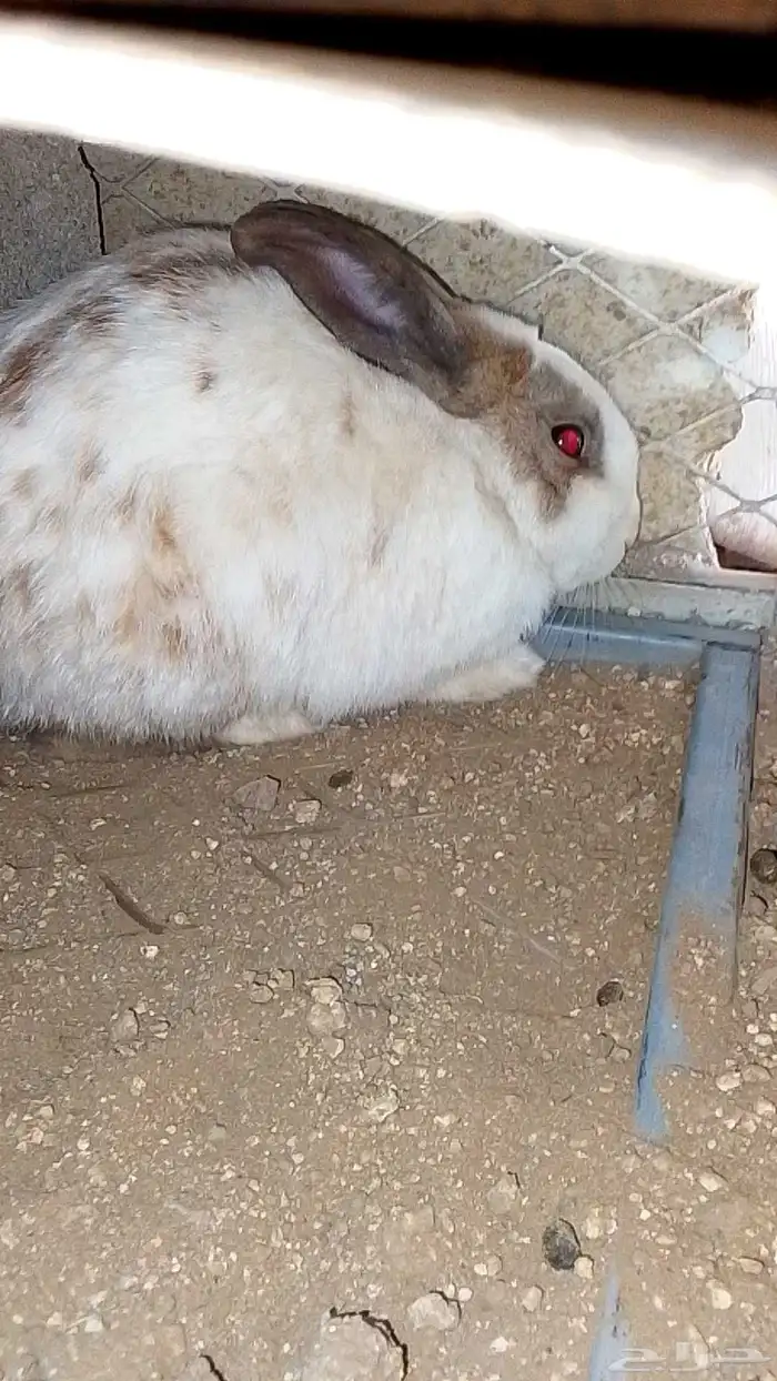 ارنب كفو الموقع في اثنيه 1