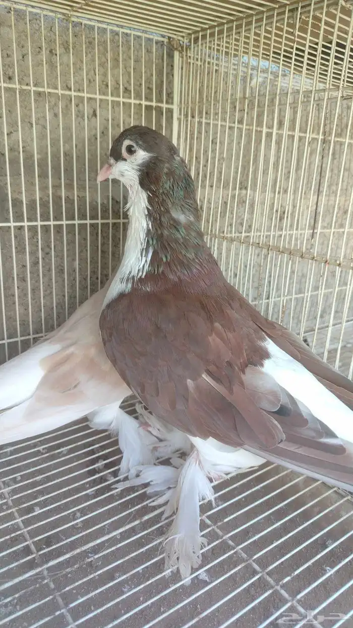 زوج حمام شيرازي منتج 1