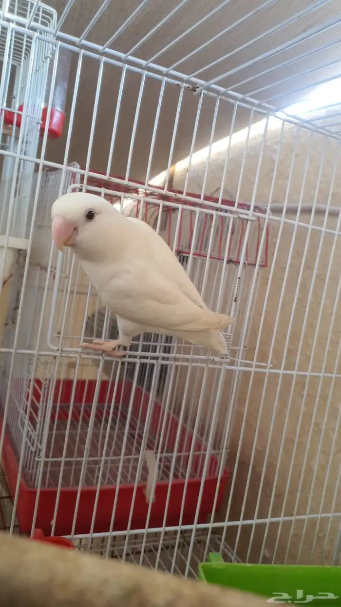 جوز روز البينو 6