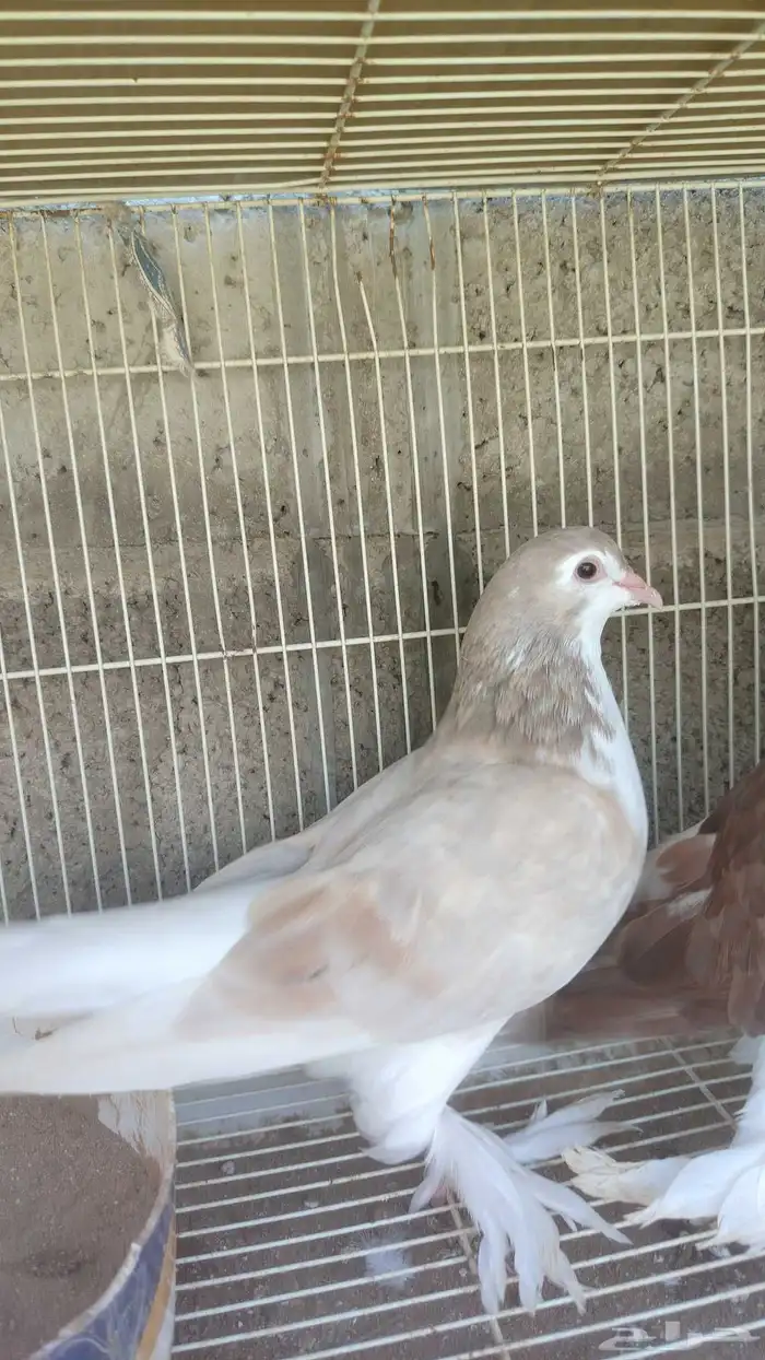 زوج حمام شيرازي منتج 0