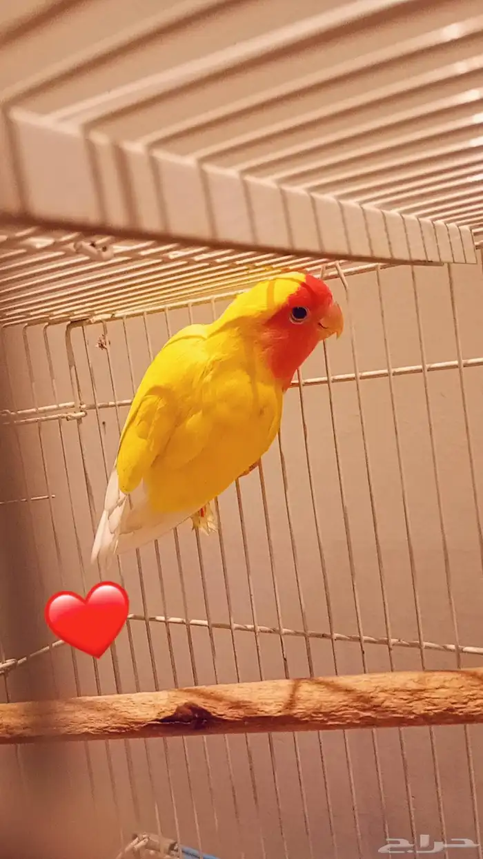 للبيع روز لاتينو رد فيس 0