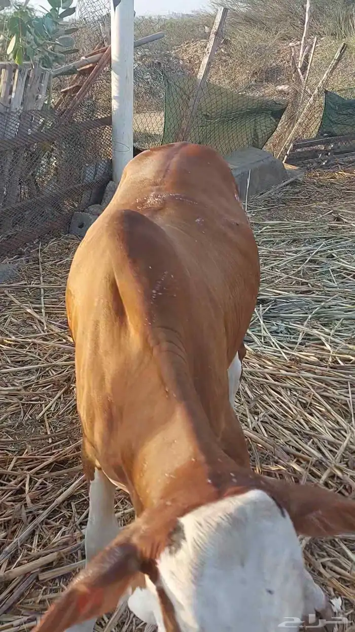 حسيل بلدي شرط مقفل شحم ولحم سمييين العمر حول تسعه شهور 3