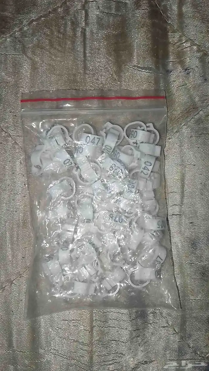 حجول كروان وحمام 1