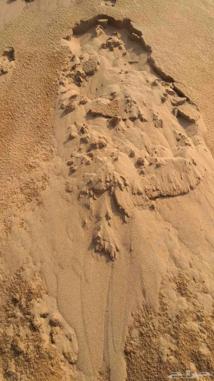 رمل أحمر الفريش 12