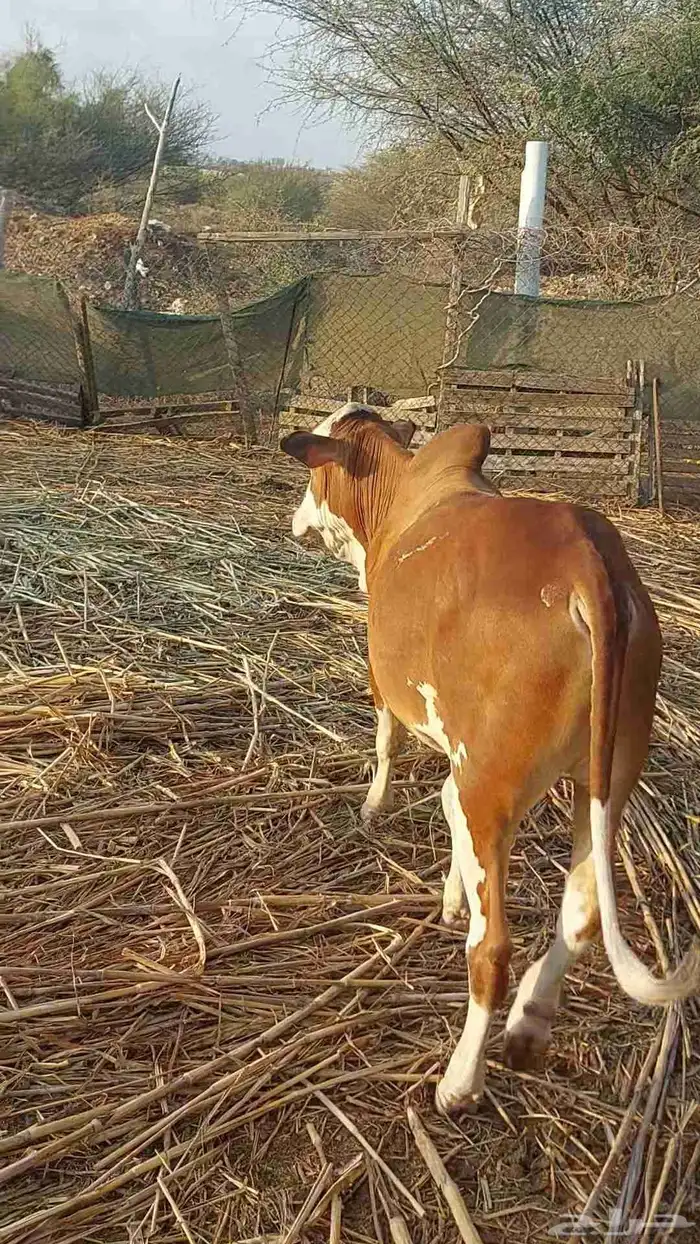 حسيل بلدي شرط مقفل شحم ولحم سمييين العمر حول تسعه شهور 0