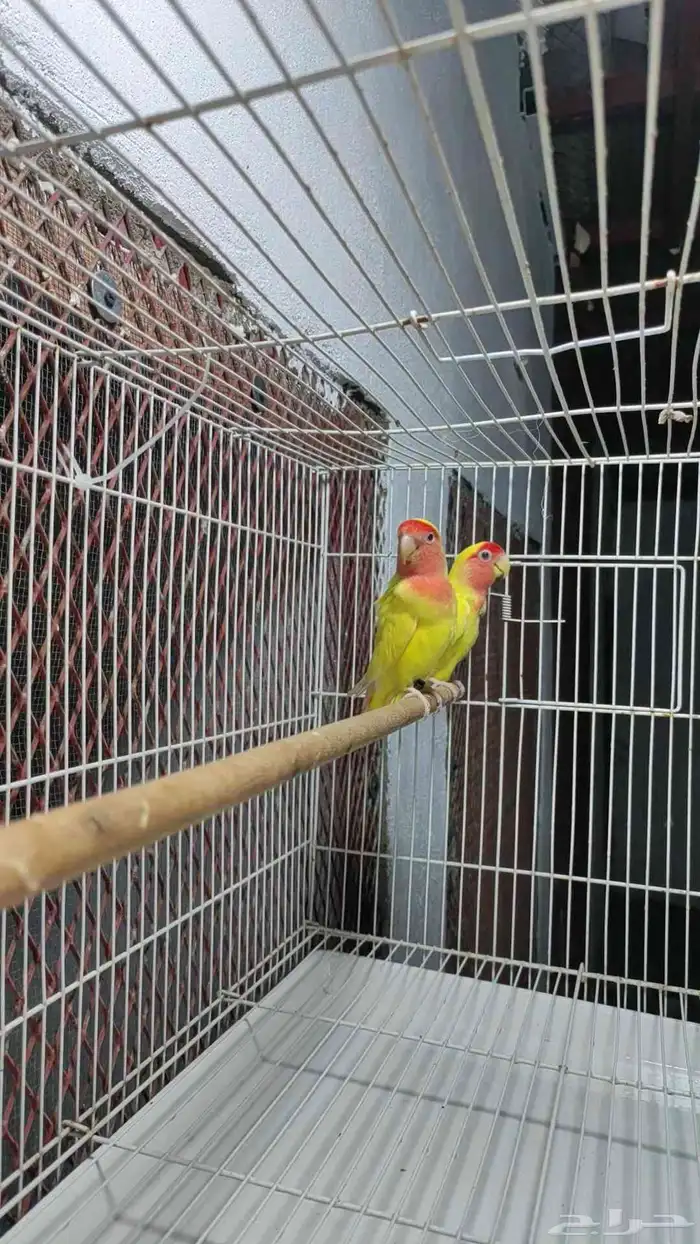 عرض على زوج روز 1