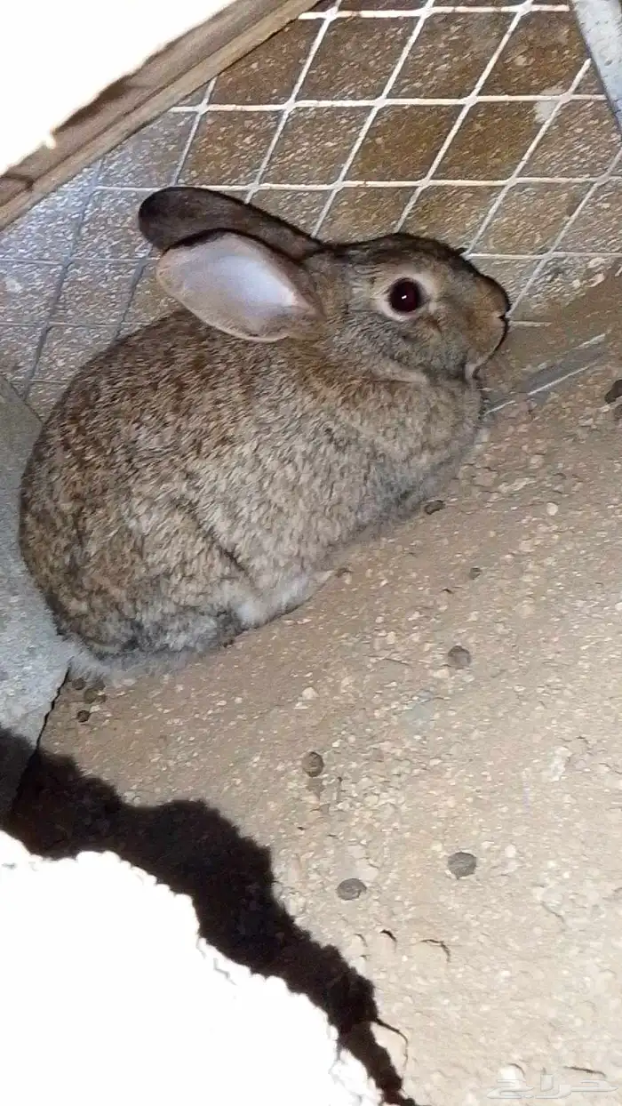 ارنب كفو الموقع في اثنيه 2